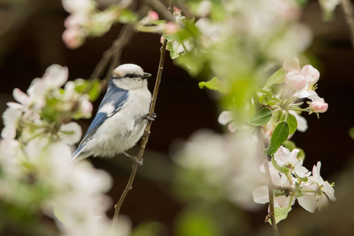 A beautiful azure tit standing on a thin tree branch.