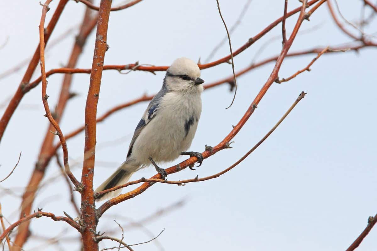 A beautiful azure tit perching on a branch.