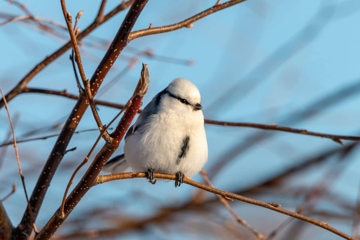 A beautiful azure tit perching on a branch.