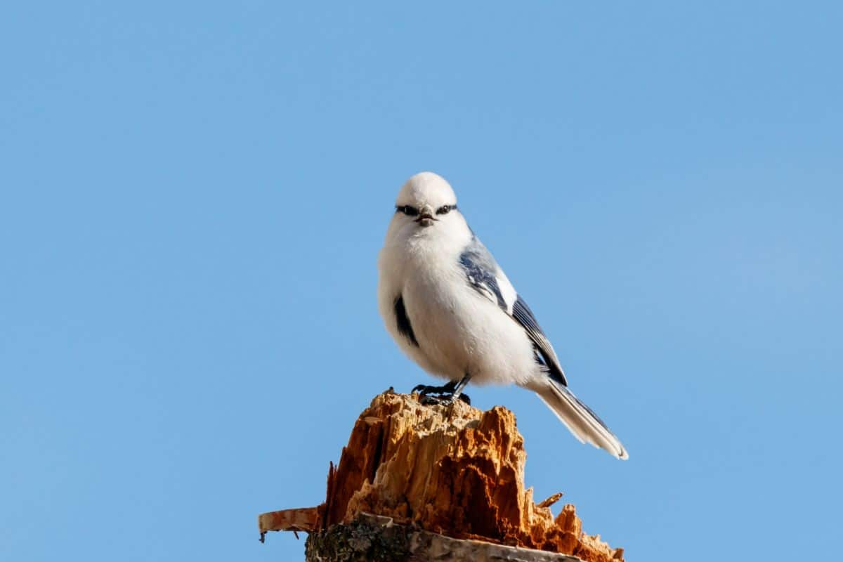 A beautiful azure tit perching on a wooden pole.