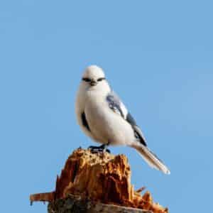 A beautiful azure tit perching on a wooden pole.