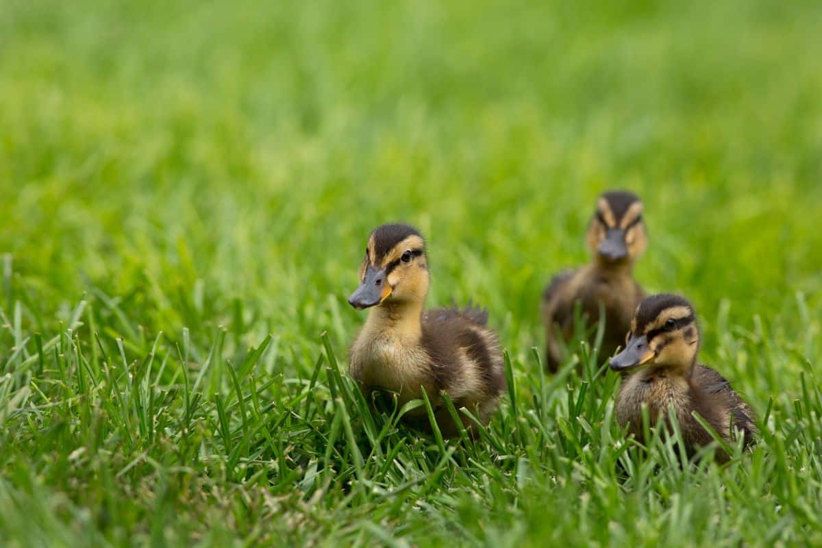 Three cute ducklings on green grass.