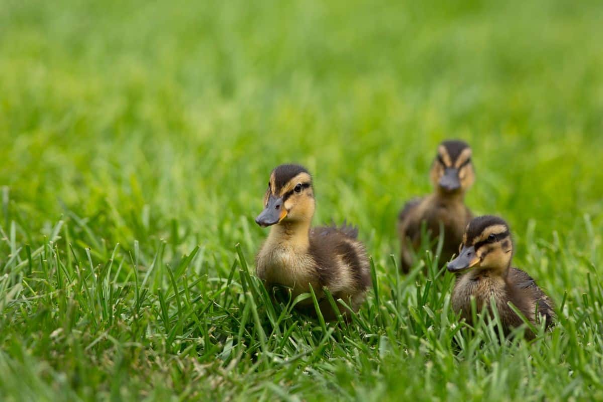 Can Ducks Eat Strawberries? (Do’s and Don'ts) - Bird Nature