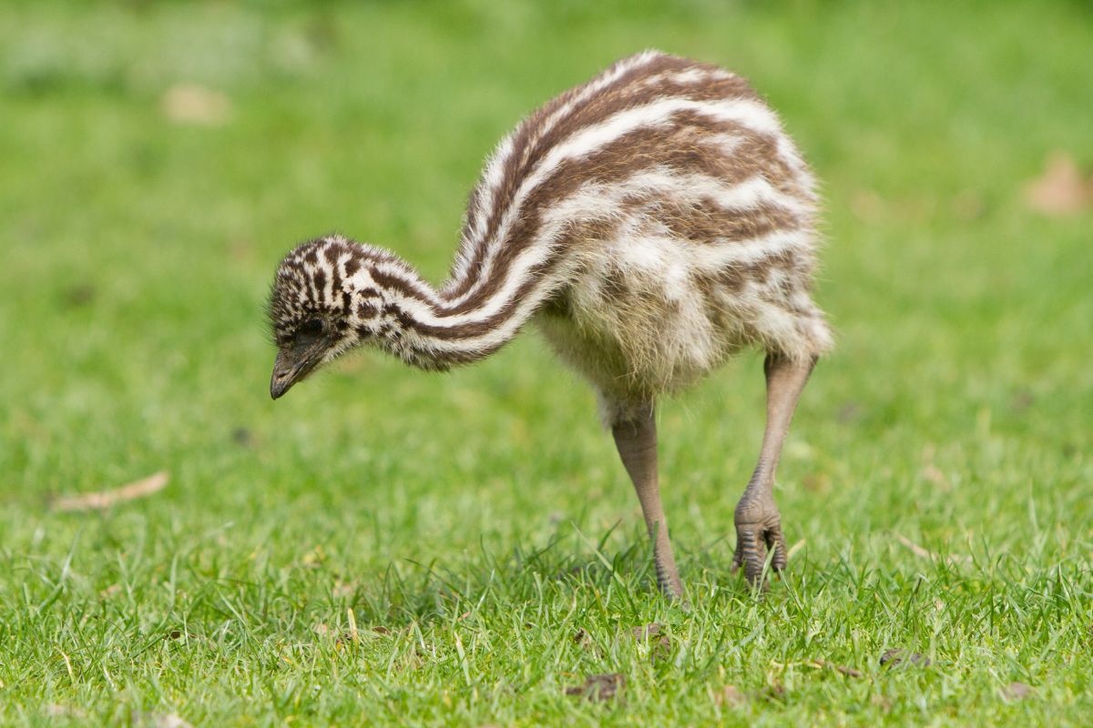A cute baby emu walking on a green meadow.