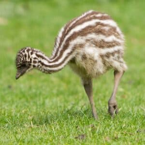 A cute baby emu walking on a green meadow.