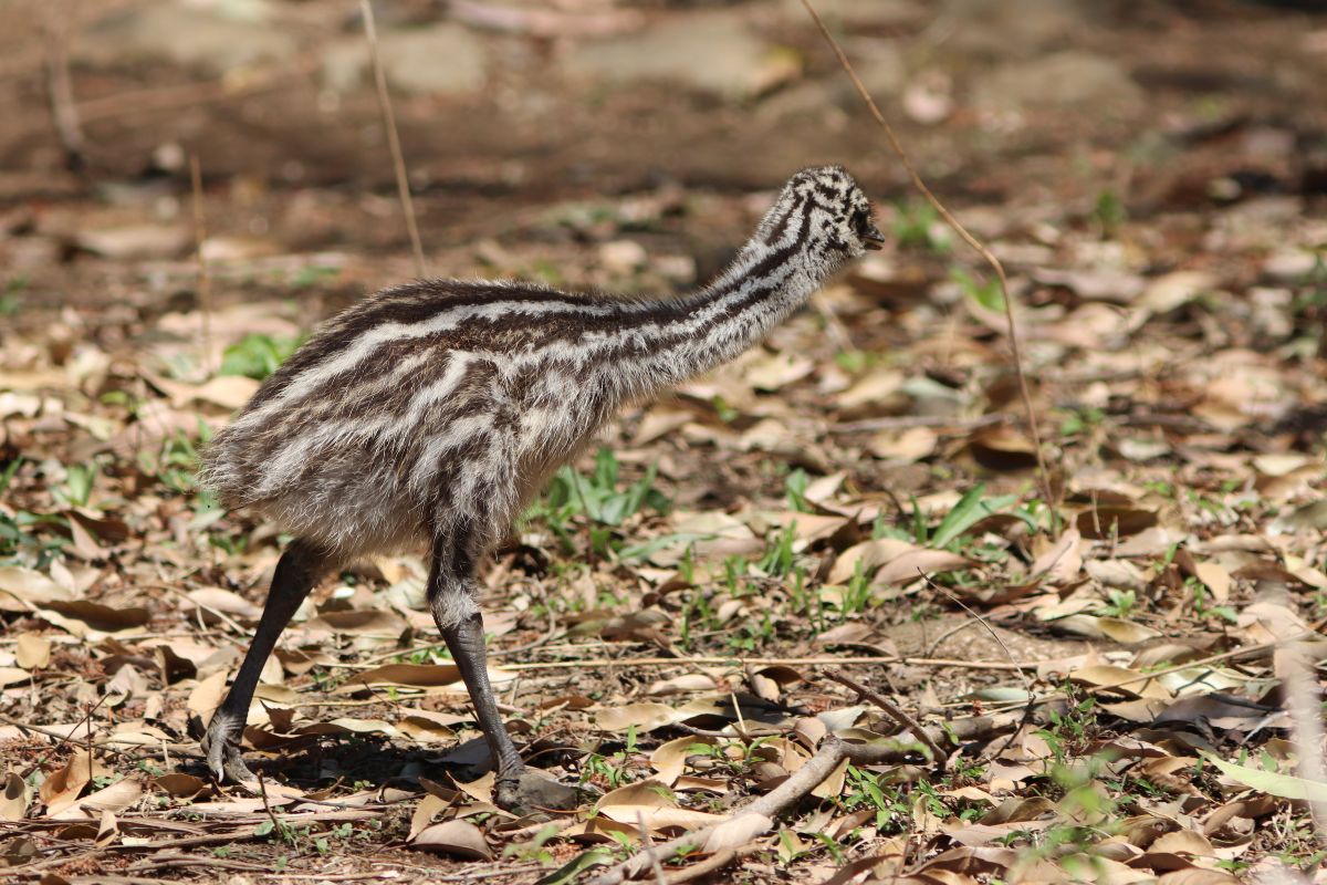 A cute baby emu walking on a ground with fallen leaves.