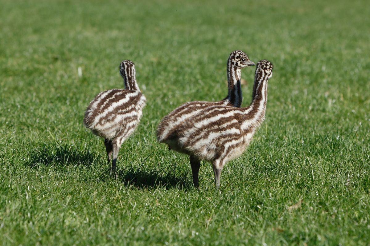 Three cute baby emus walking on a green meadow.