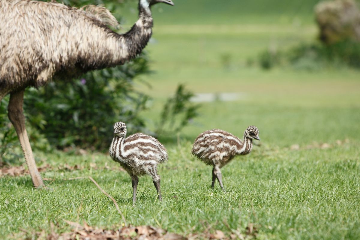 Adult emu and two cute emu chicks on a green pasture.