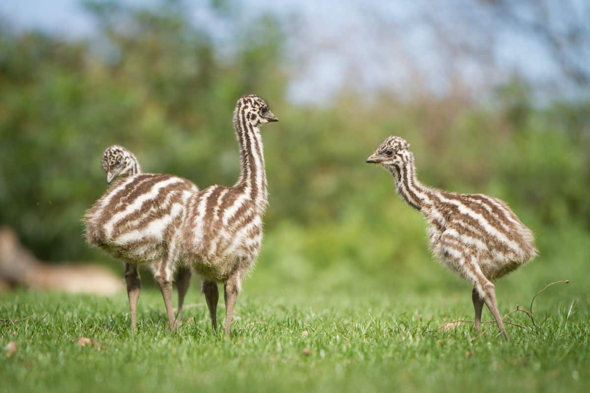 Three cute baby emus walking on a green pasture.