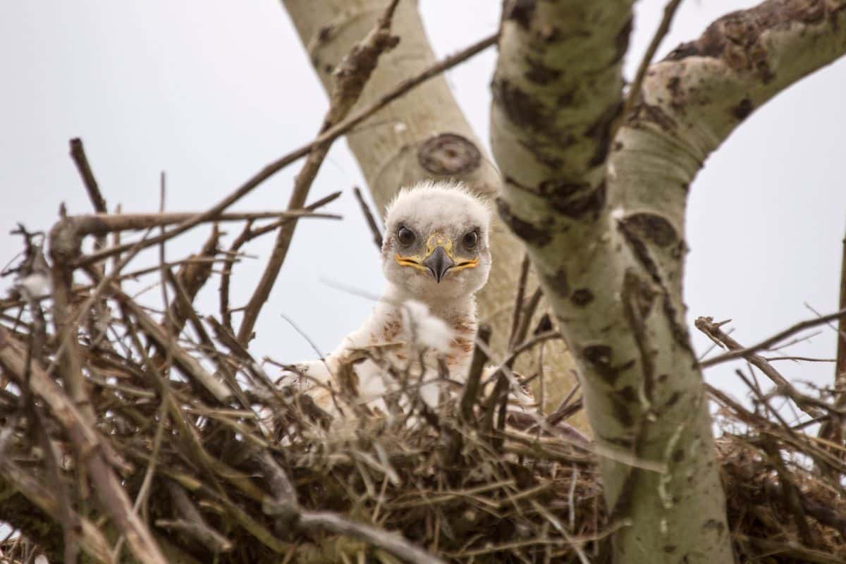 A cute baby hawk sitting in a nest and looking into camera.