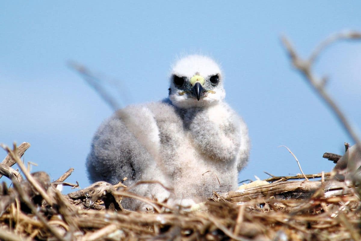 A baby hawk sitting in a nest.