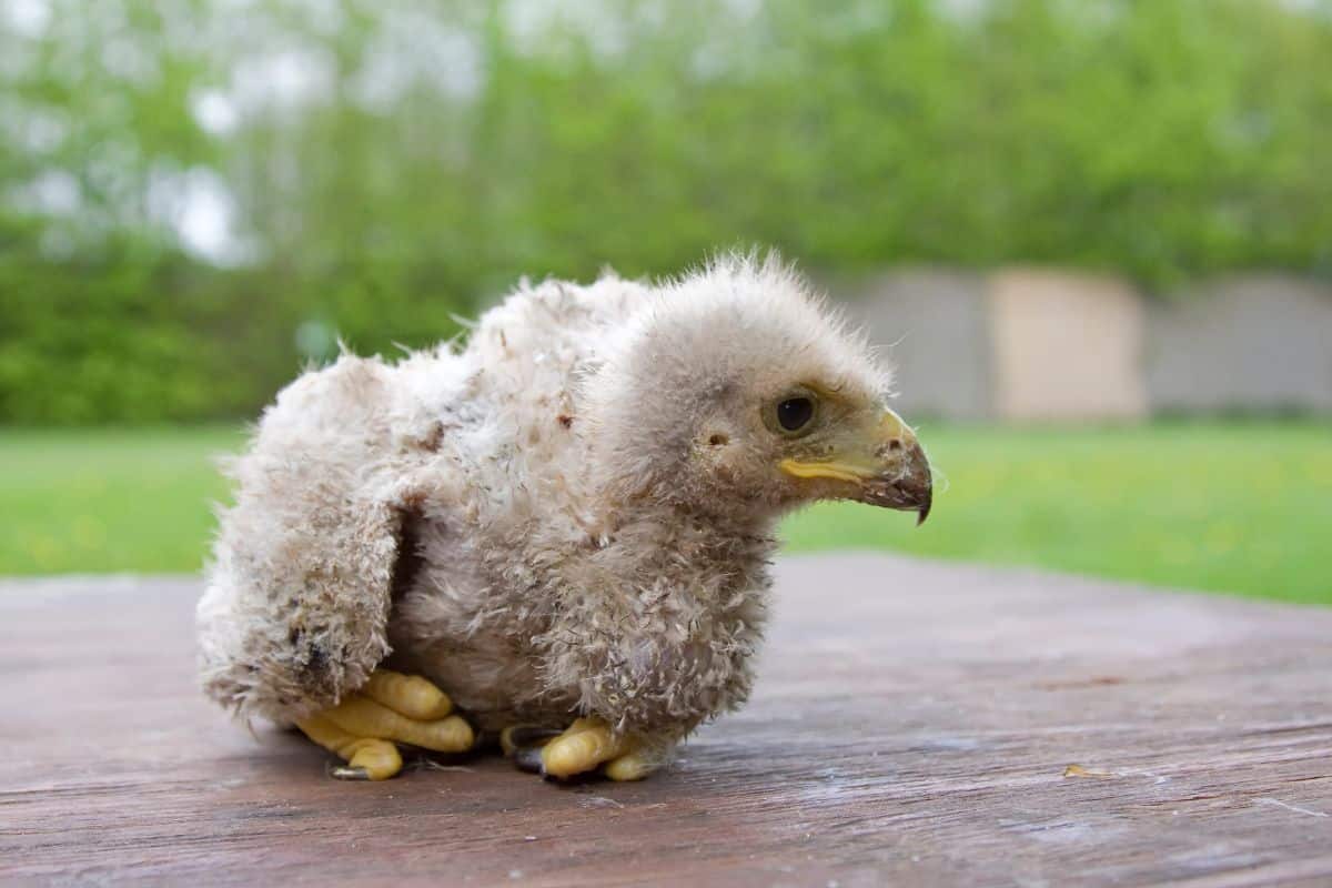 A baby hawk lying on a wooden board.