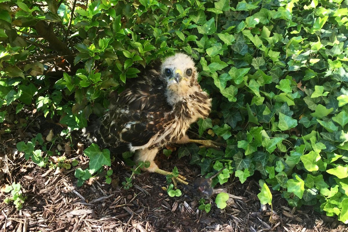 A baby hawk sitting near a green bush.