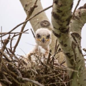 A cute baby hawk in a nest looking into camera.