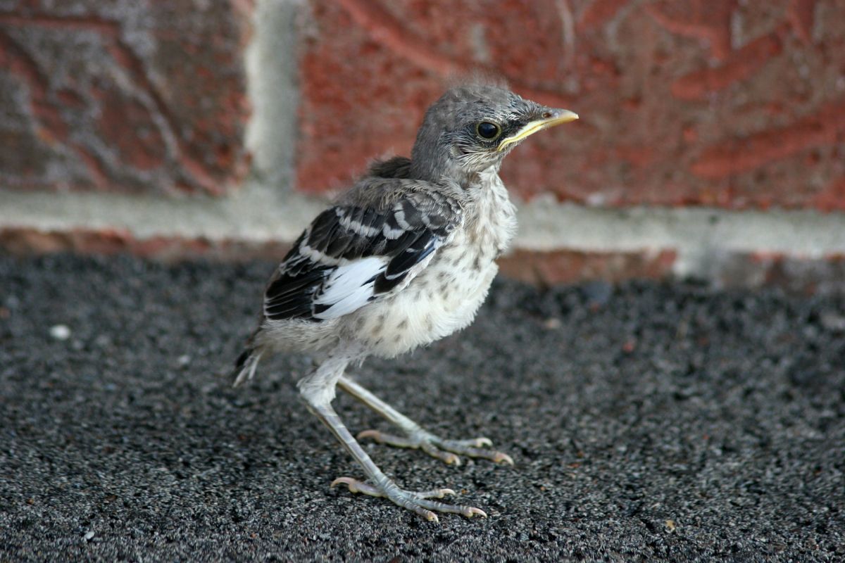 A baby mockingbird standing near a wall.