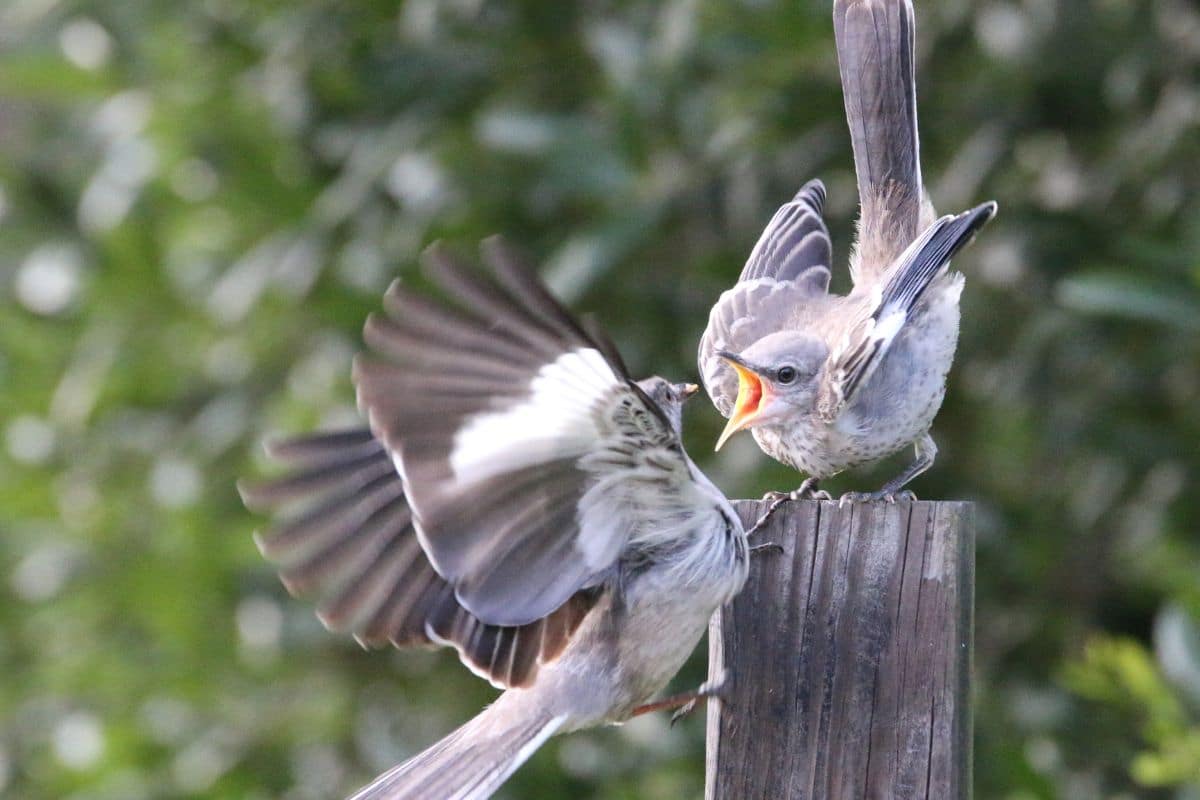 Two young mockingbirds on a wooden pole.