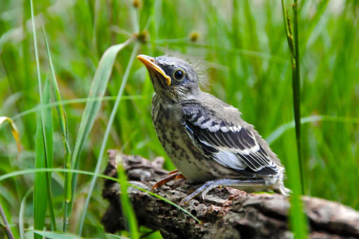 A baby mockingbird sitting on a wooden log in tall grass.