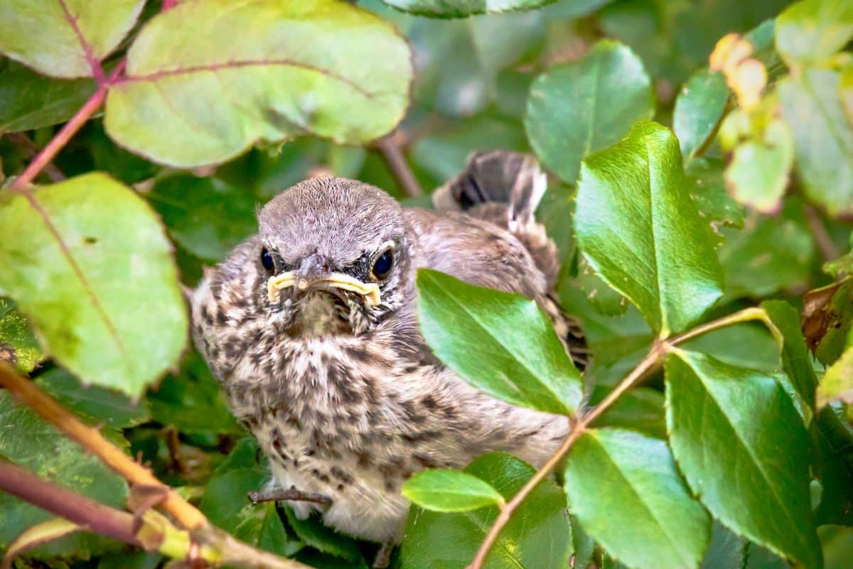 A cute baby mockingbird sitting in a tree crown.