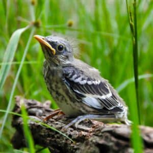 A baby mockingbird sitting on a tree log in tall grass.