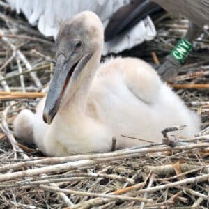 A white baby pelican sitting in a nest.