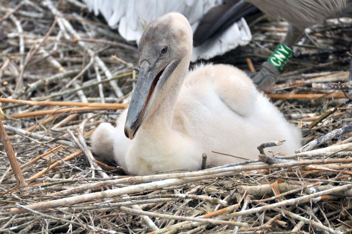 A white baby pelican sitting in a nest.