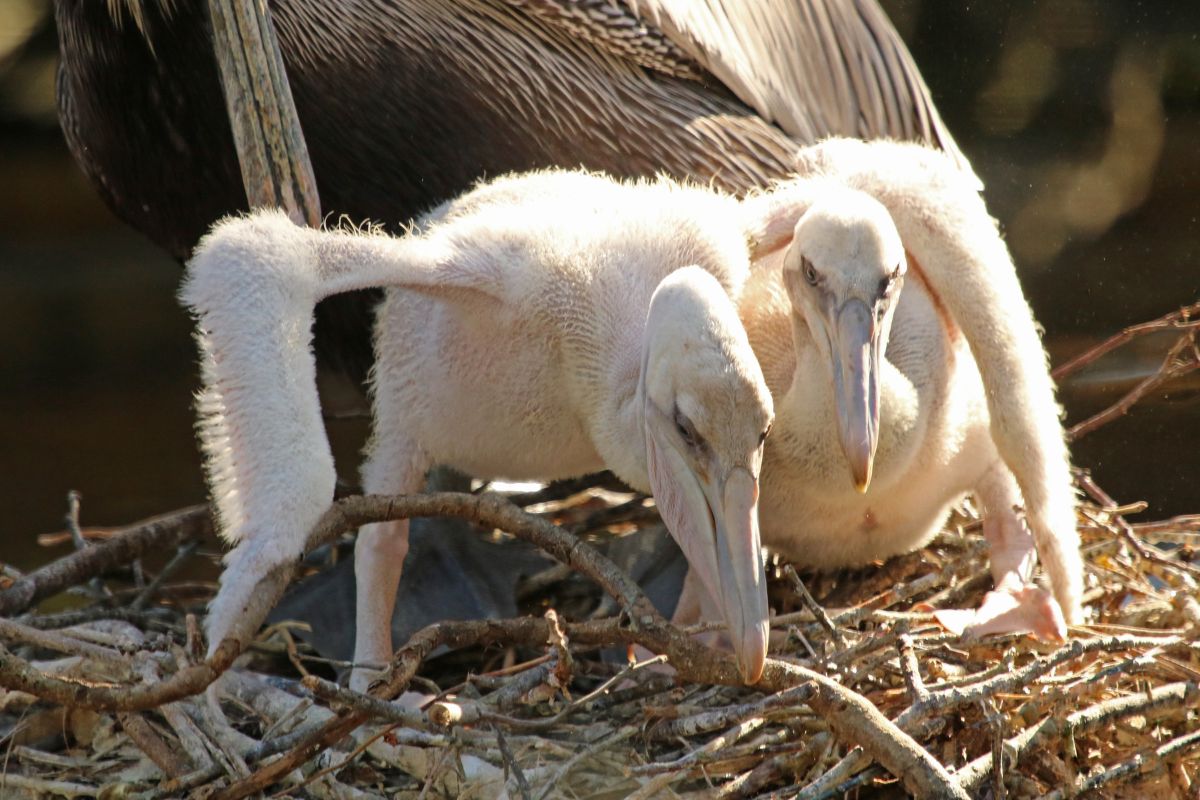 Two baby pelicans standing in a nest.