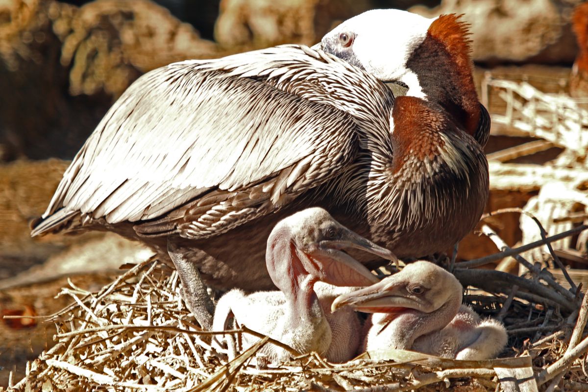 Adult pelican mother with two baby pelicans in a nest.