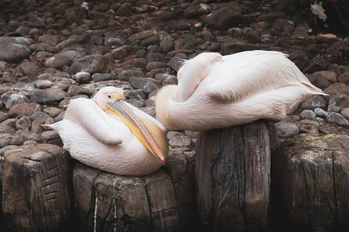 Two white baby pelicans resting on wooden poles near water.