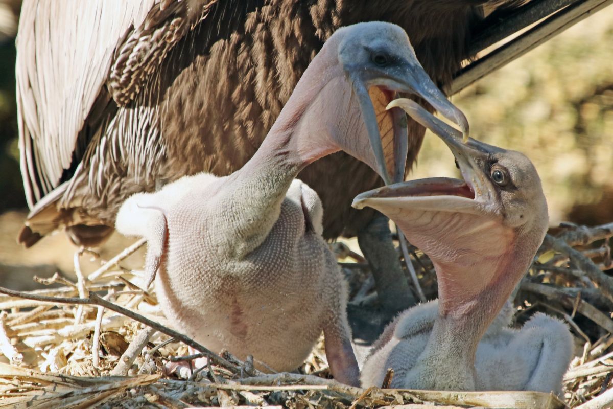 Two baby pelicans with open beaks in a nest.