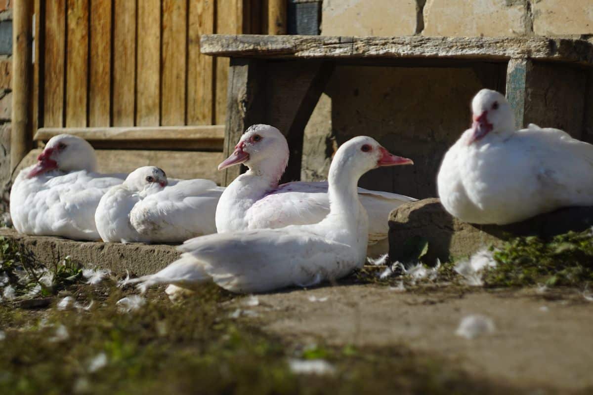 A bunch of white ducks in a backyard.