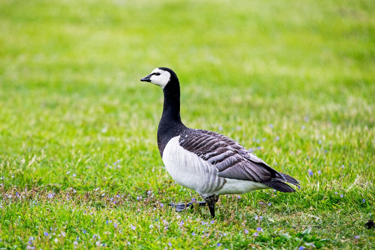 Barnacle Goose walking on a green pasture.