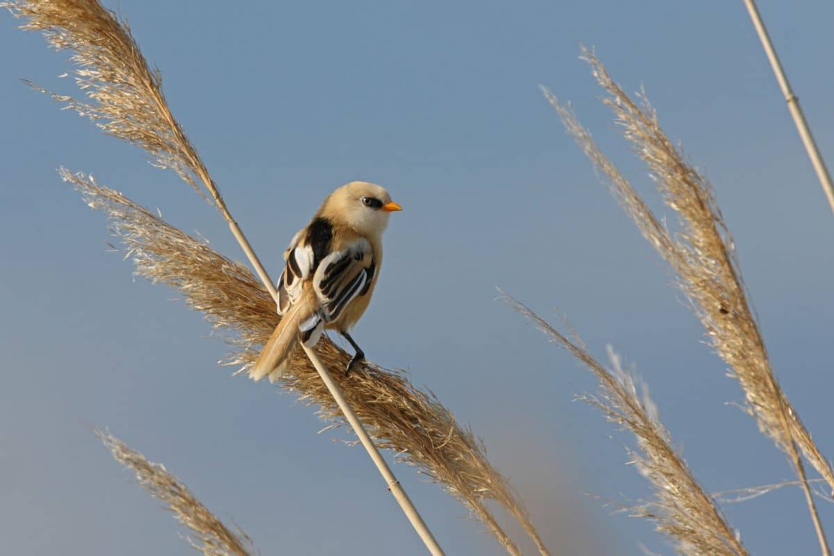A cute Bearded Tit on reed.