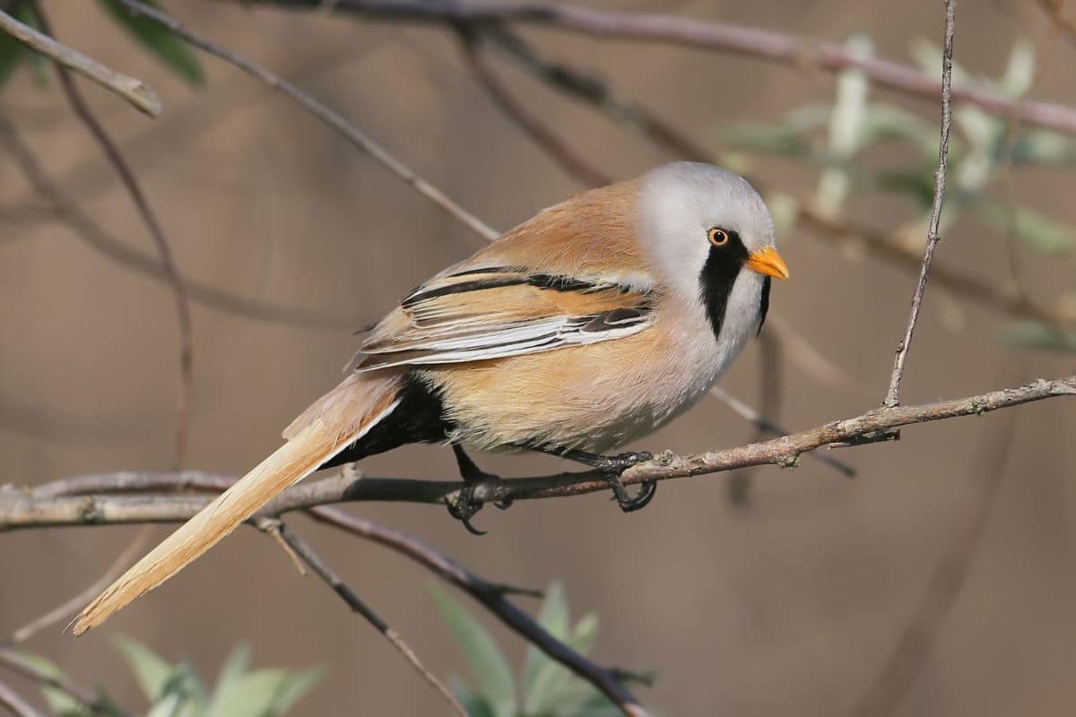 A cute Bearded Tit standing on a tree branch.