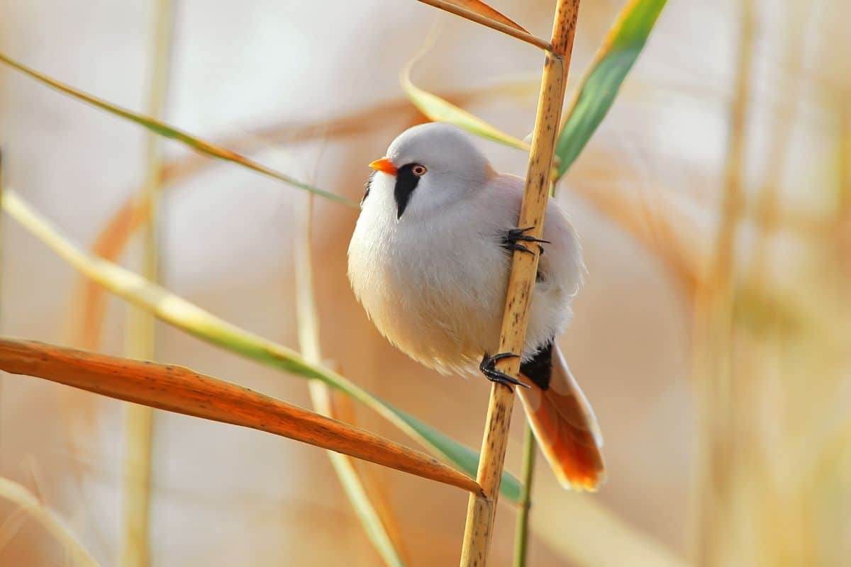 A beautiful bearded tit perching on a stem.