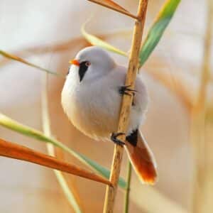 A cute Beared Tit on reed.