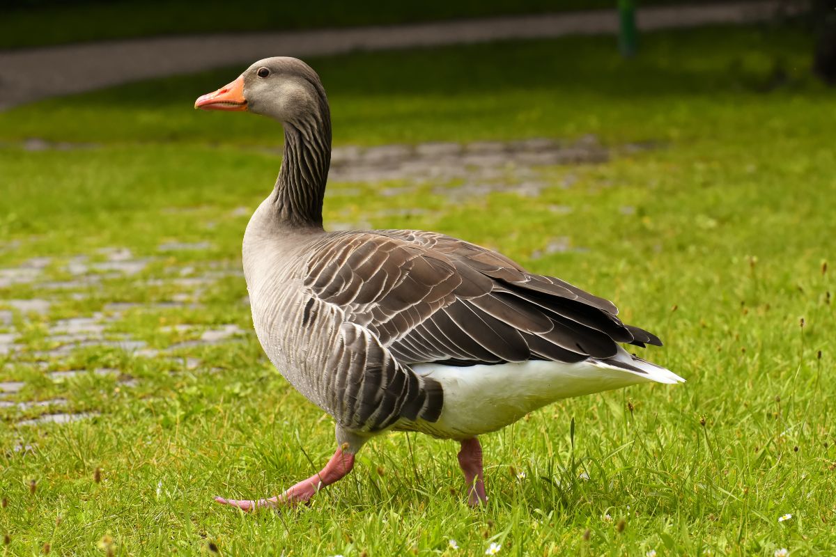 A big brown goose walking on a green pasture.