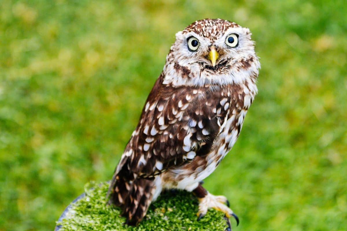 A big beautiful owl standing on a wooden pole covered by moss.