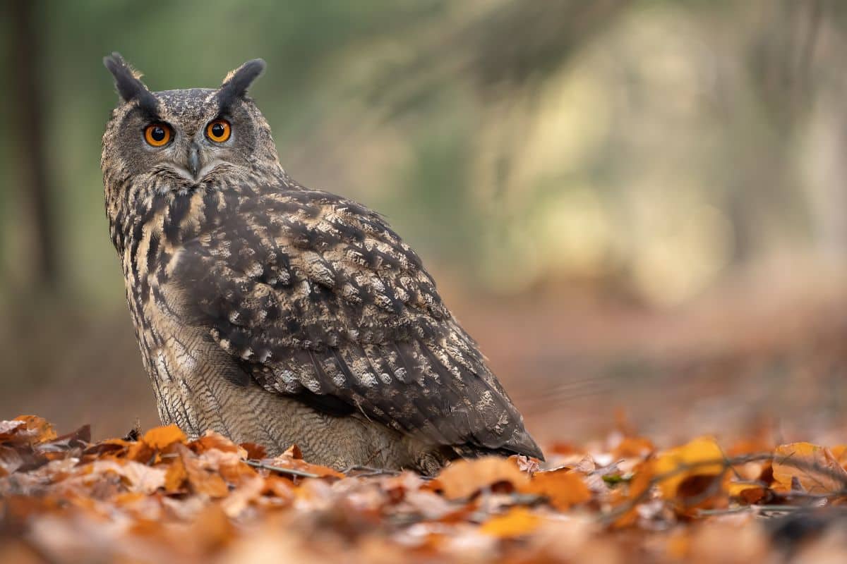 A big beautiful owl sitting on the ground covered by fallen leaves.