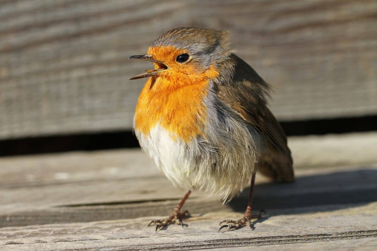 A cute orange-brown bird with open beak on a wooden board.