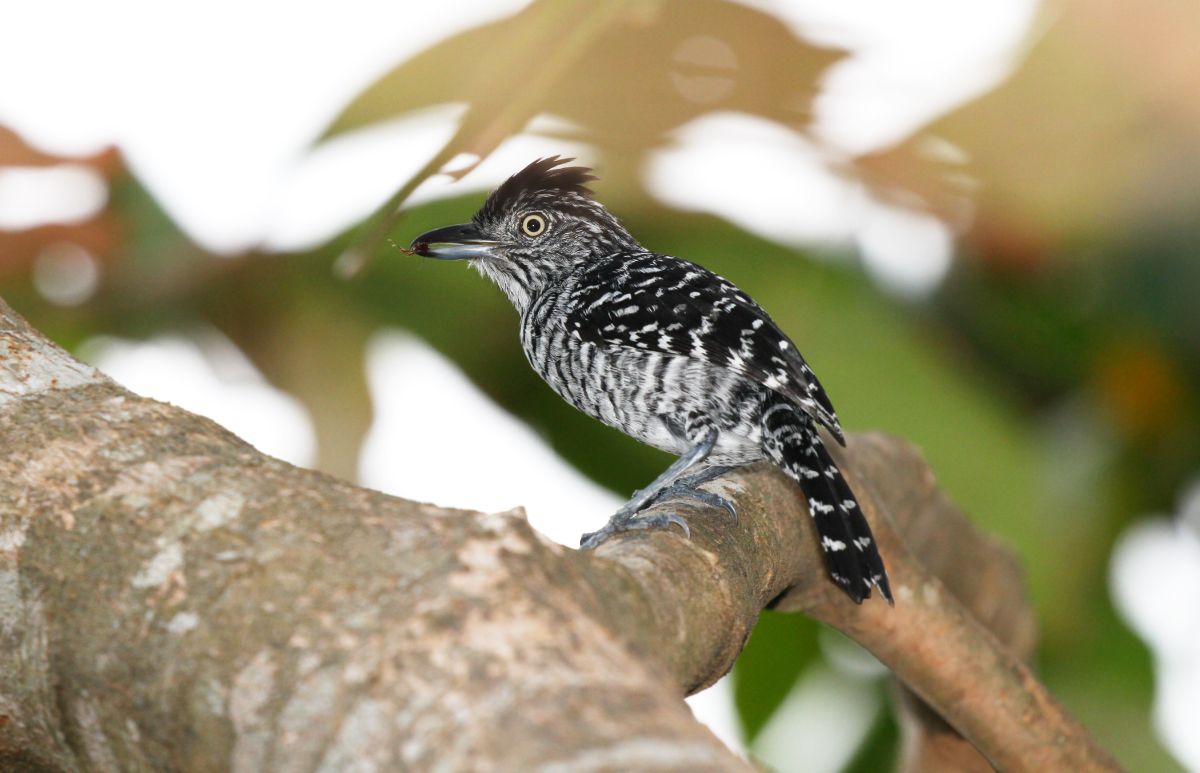 A black-white bird standing on a tree branch with an ant in his beak.