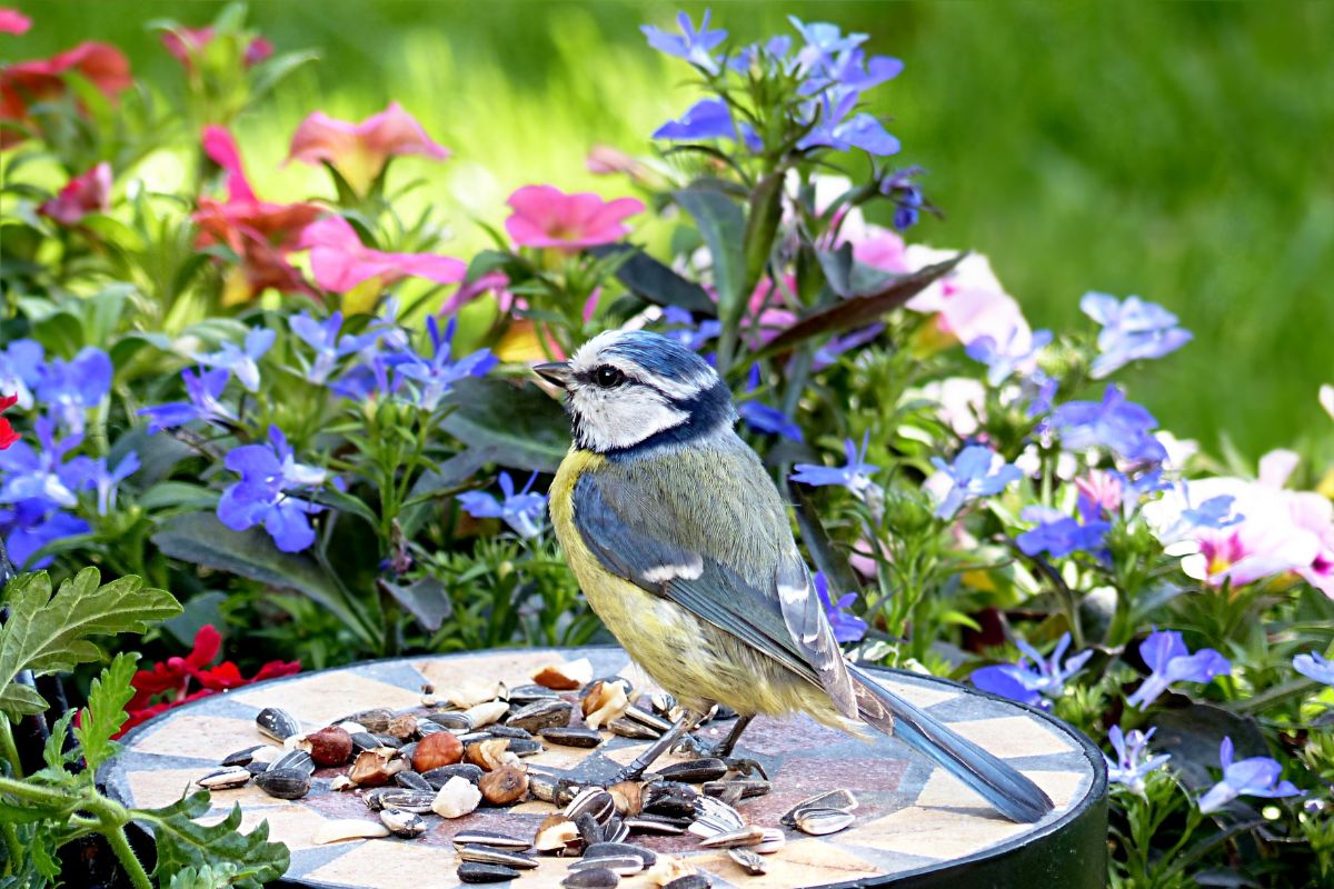 A beautiful colorful bird eating seeds in a backyard garden.