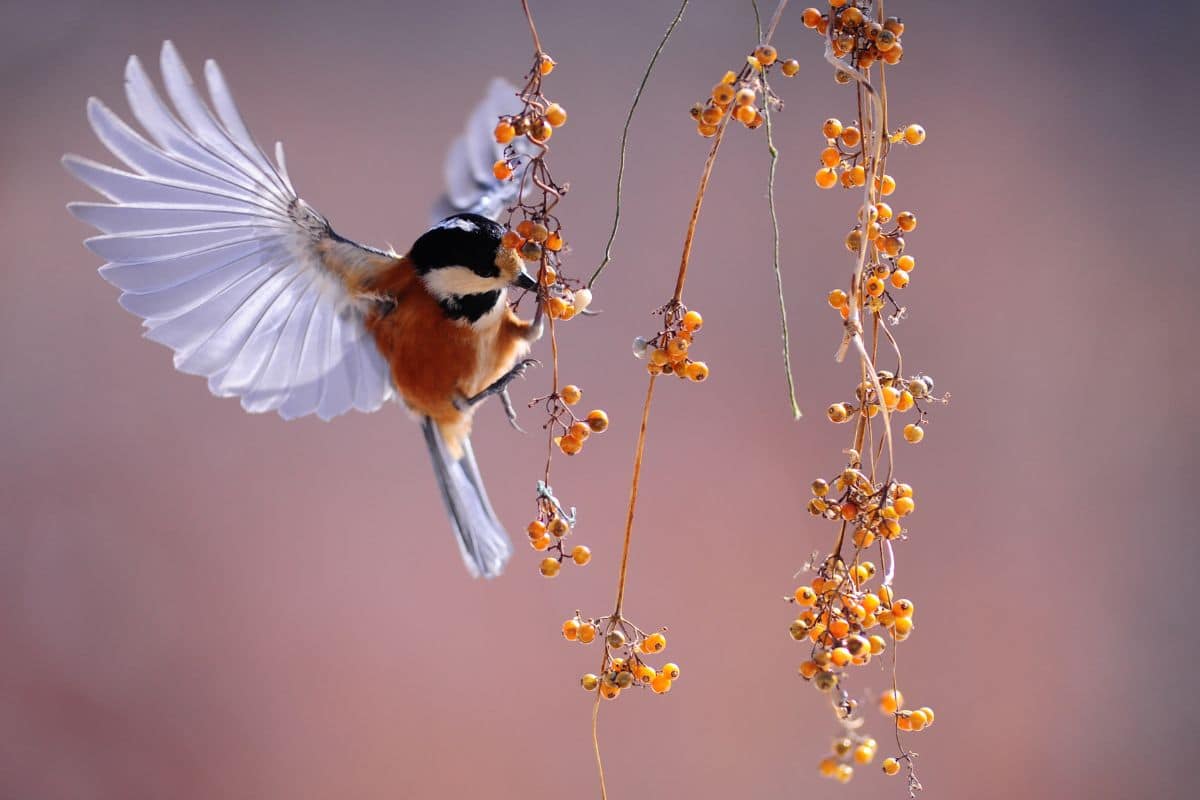 An orange small bird eating ripe currants.