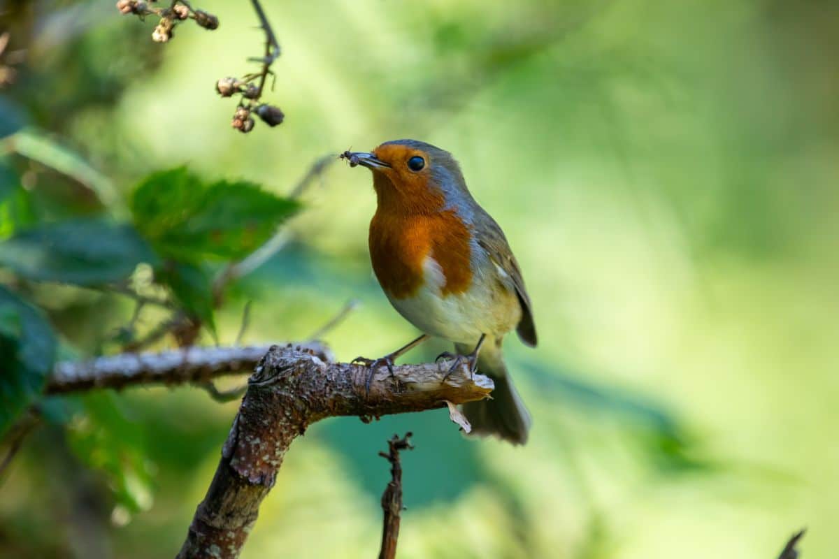 A small bird sitting on a tree branch and eating an ant.