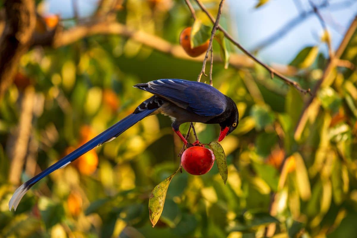 A beautiful blue bird eating a ripe fruits on a tree.