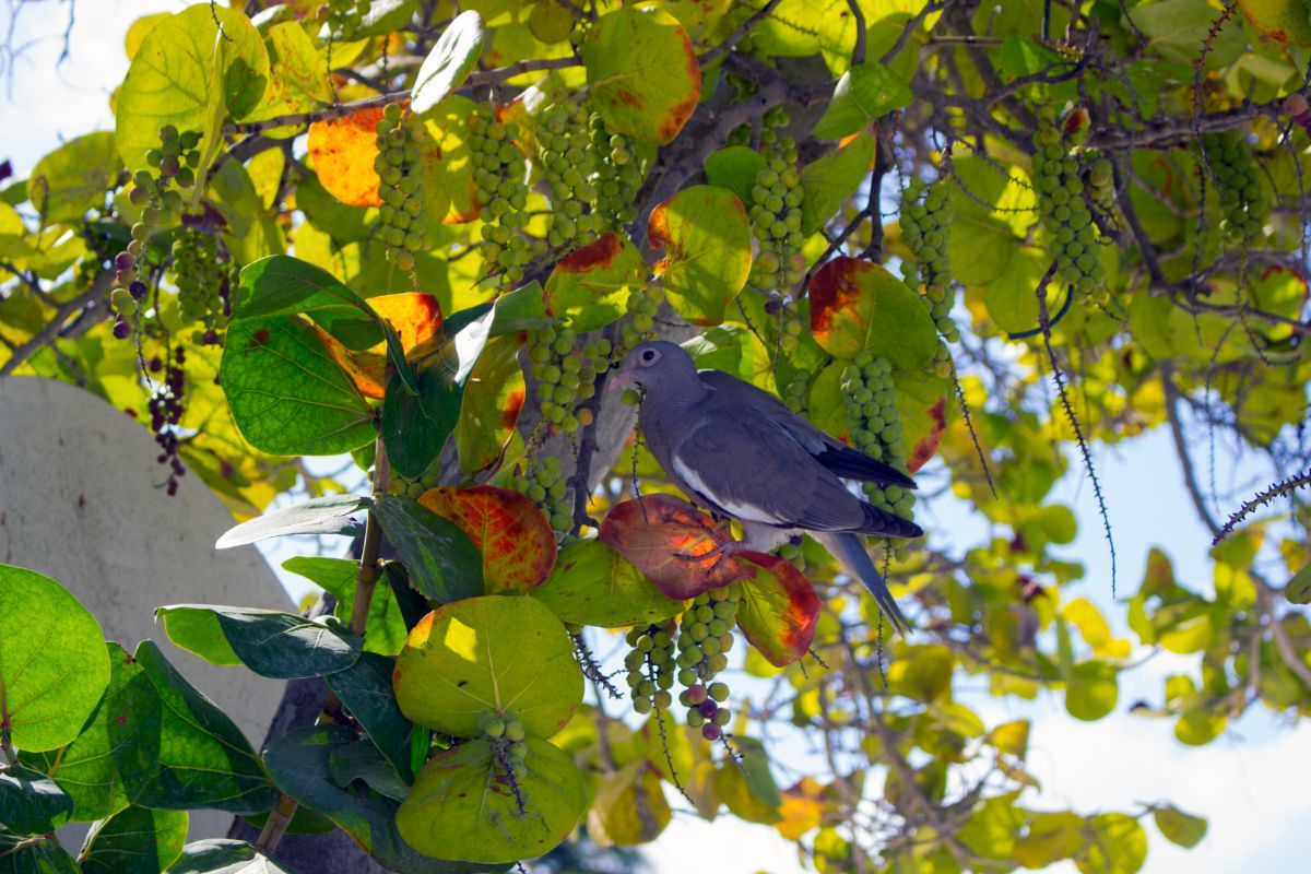 A gray bird eating grapes hanging on branches.