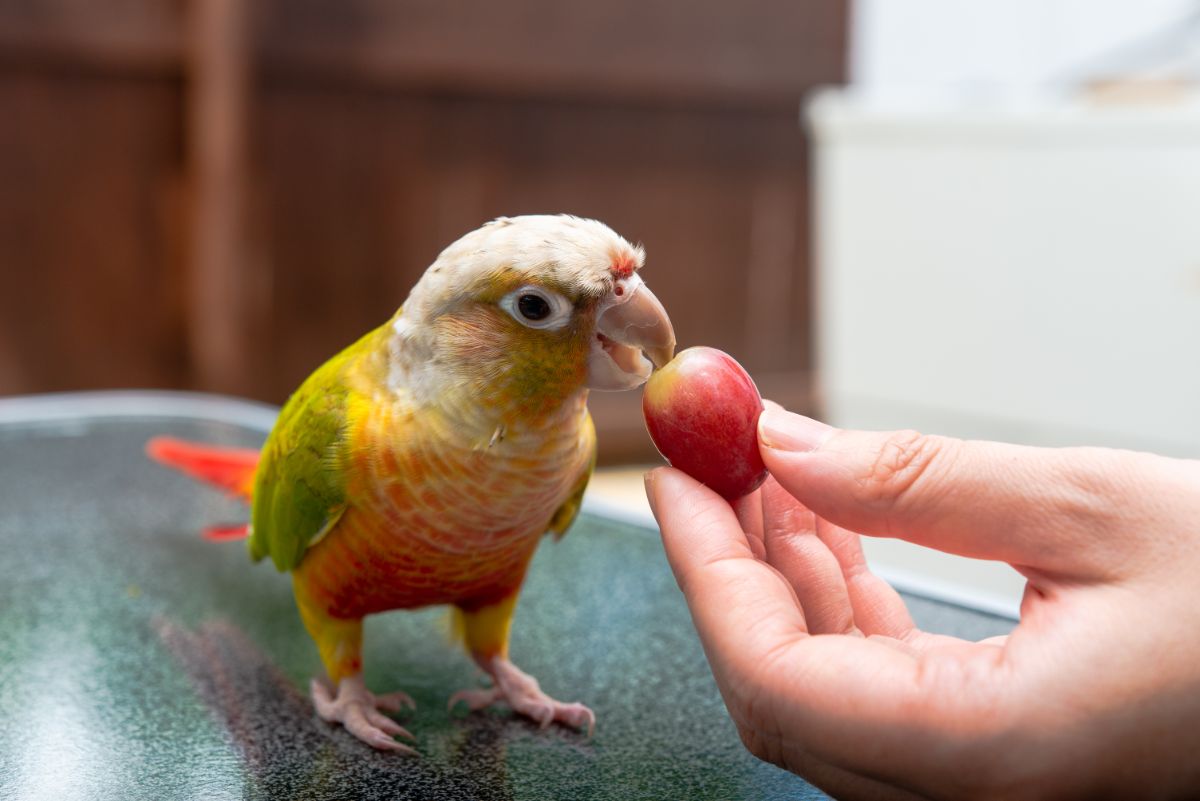 A cute bird eating a grape held by hand.
