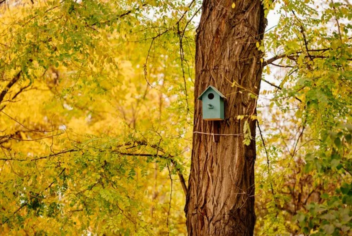 A small green bird house on a big tree.