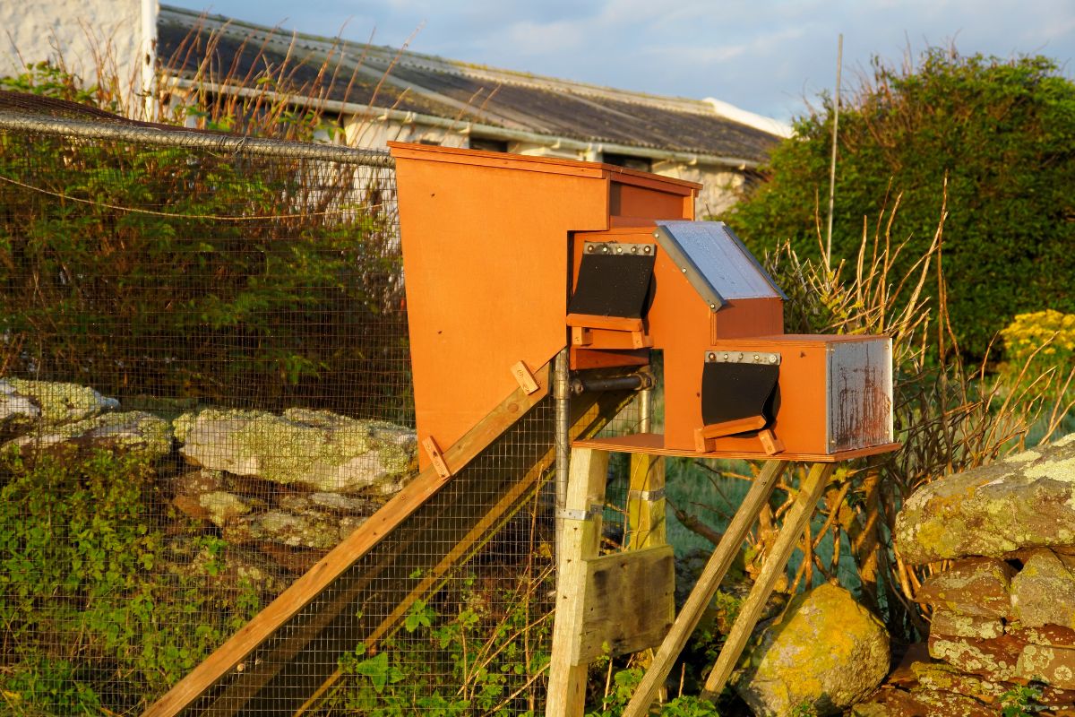 An orange wooden bird trap in a backyard.