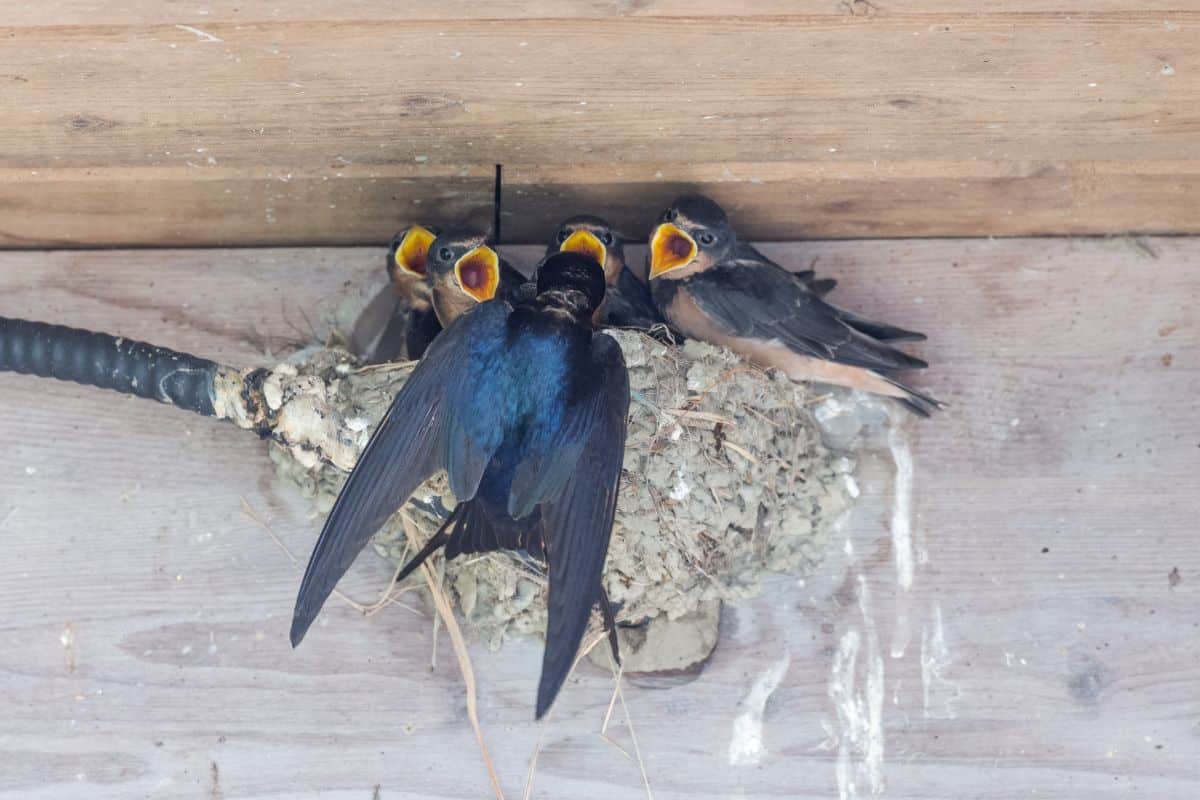 A mother feeding  young birds in a nest in a barn.