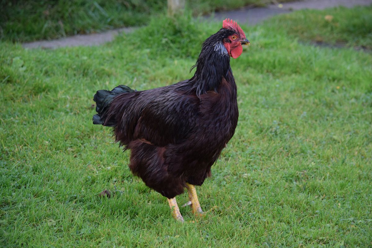 A black chicken standing on a backyard pasture.